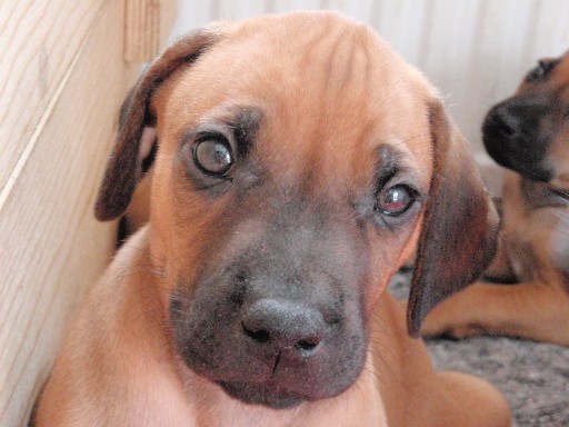 Rhodesian Ridgeback puppies 7 weeks old