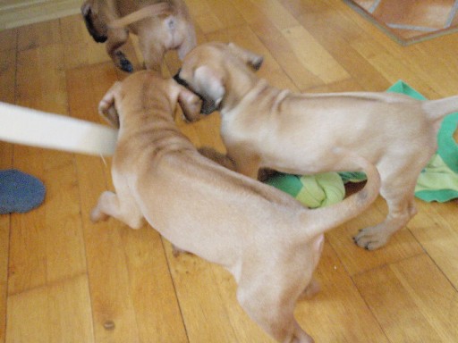 Rhodesian Ridgeback puppies 7 weeks old