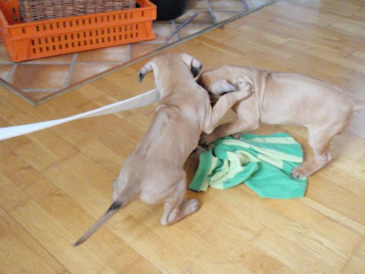 Rhodesian Ridgeback puppies 7 weeks old