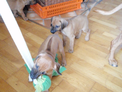 Rhodesian Ridgeback puppies 7 weeks old