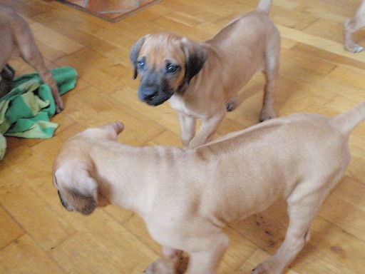 Rhodesian Ridgeback hvalpe 7 uger gamle