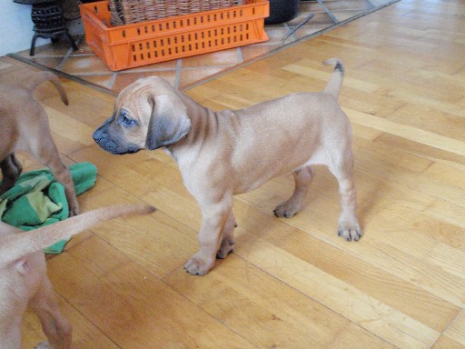 Rhodesian Ridgeback puppies 7 weeks old