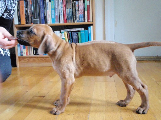 Rhodesian Ridgeback hvalpe 8 uger gamle