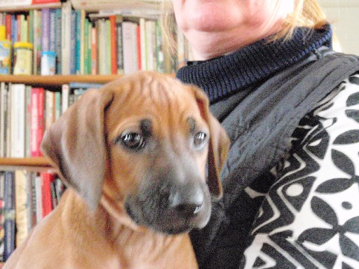Rhodesian Ridgeback hvalpe 8 uger gamle Rhodesian Ridgeback hvalpe 8 uger gamle