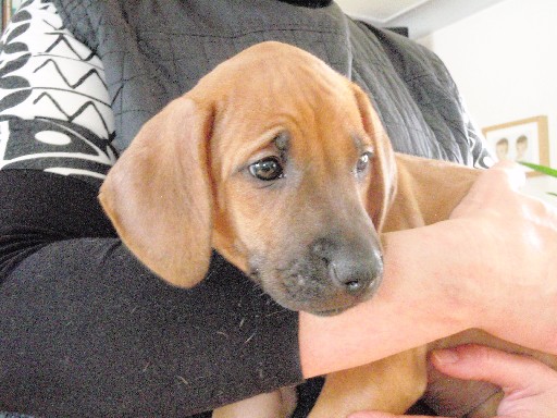 Rhodesian Ridgeback hvalpe 8 uger gamle