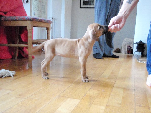 Rhodesian Ridgeback hvalpe 8 uger gamle