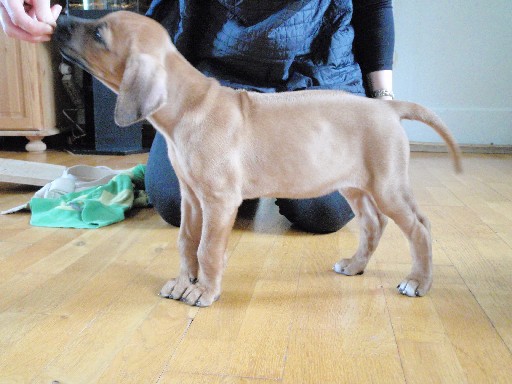Rhodesian Ridgeback hvalpe 8 uger gamle Rhodesian Ridgeback hvalpe 8 uger gamle