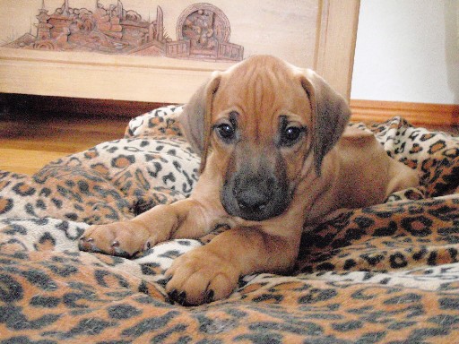 Rhodesian Ridgeback hvalpe 8 uger gamle