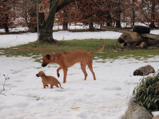 Rhodesian Ridgeback hvalpe 8 uger gamle