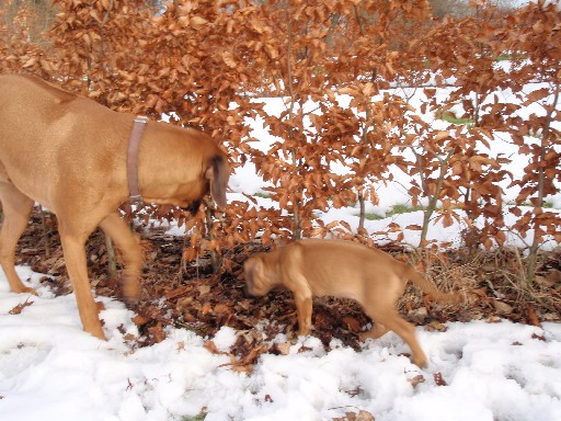 Rhodesian Ridgeback hvalpe 8 uger gamle Rhodesian Ridgeback hvalpe 8 uger gamle
