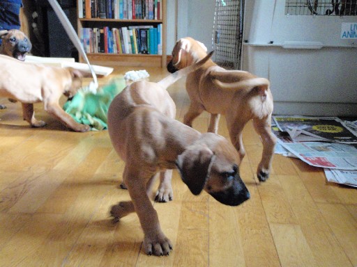 Rhodesian Ridgeback hvalpe 8 uger gamle Rhodesian Ridgeback hvalpe 8 uger gamle