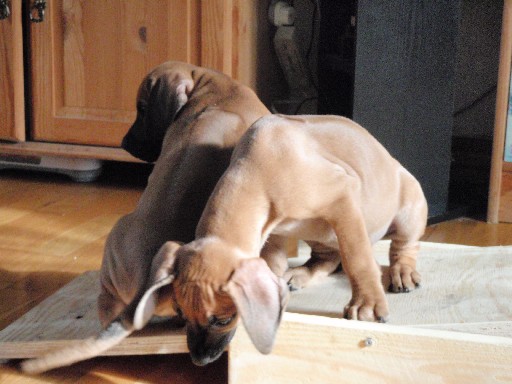 Rhodesian Ridgeback hvalpe 8 uger gamle Rhodesian Ridgeback hvalpe 8 uger gamle