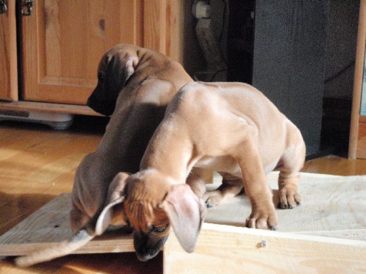 Rhodesian Ridgeback puppies 8 weeks old