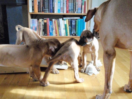 Rhodesian Ridgeback hvalpe 8 uger gamle Rhodesian Ridgeback hvalpe 8 uger gamle