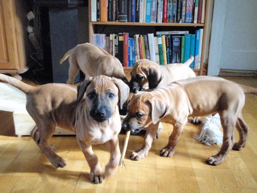 Rhodesian Ridgeback hvalpe 8 uger gamle Rhodesian Ridgeback hvalpe 8 uger gamle