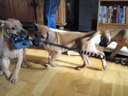Rhodesian Ridgeback hvalpe 8 uger gamle Rhodesian Ridgeback hvalpe 8 uger gamle