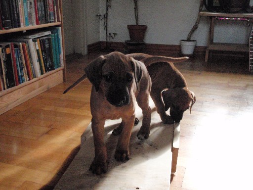 Rhodesian Ridgeback hvalpe 8 uger gamle Rhodesian Ridgeback hvalpe 8 uger gamle