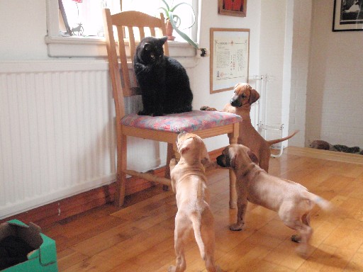 Rhodesian Ridgeback hvalpe 8 uger gamle Rhodesian Ridgeback hvalpe 8 uger gamle