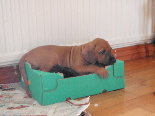 Rhodesian Ridgeback hvalpe 8 uger gamle