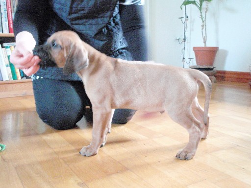 Rhodesian Ridgeback hvalpe 8 uger gamle