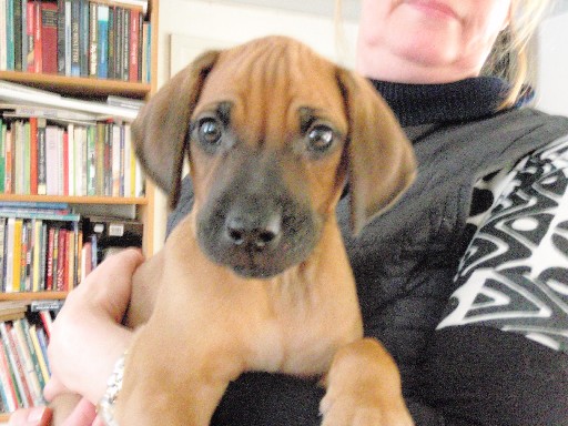 Rhodesian Ridgeback hvalpe 8 uger gamle Rhodesian Ridgeback hvalpe 8 uger gamle