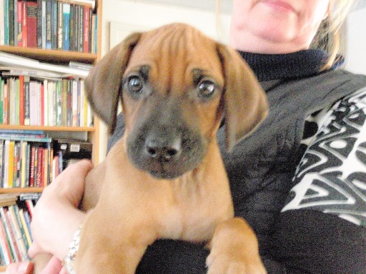 Rhodesian Ridgeback puppies 8 weeks old