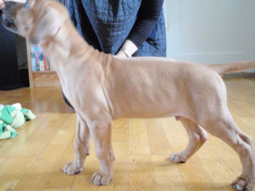 Rhodesian Ridgeback hvalpe 8 uger gamle Rhodesian Ridgeback hvalpe 8 uger gamle