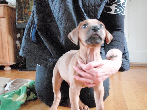 Rhodesian Ridgeback hvalpe 8 uger gamle Rhodesian Ridgeback hvalpe 8 uger gamle