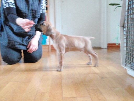 Rhodesian Ridgeback hvalpe 8 uger gamle Rhodesian Ridgeback hvalpe 8 uger gamle