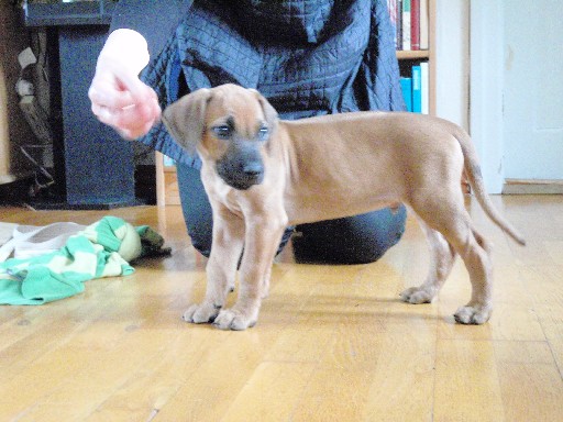 Rhodesian Ridgeback hvalpe 8 uger gamle Rhodesian Ridgeback hvalpe 8 uger gamle