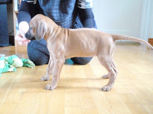 Rhodesian Ridgeback hvalpe 8 uger gamle Rhodesian Ridgeback hvalpe 8 uger gamle